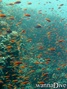 foto de mergulho