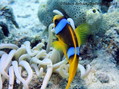 foto de mergulho
