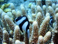 foto de mergulho