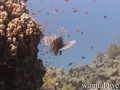 foto de mergulho