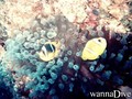 foto de mergulho