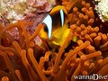 foto de mergulho