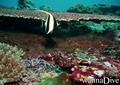 foto de mergulho