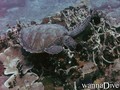 foto de mergulho