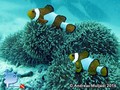 foto de mergulho