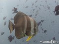 foto de mergulho