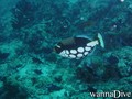 foto de mergulho