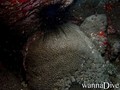 foto de mergulho