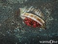 foto de mergulho