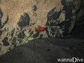 foto de mergulho