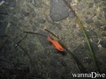 foto de mergulho