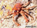 foto de mergulho