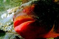 foto de mergulho