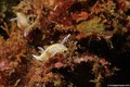 foto de mergulho