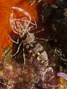 foto de mergulho