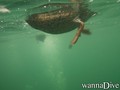 foto de mergulho