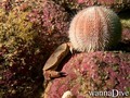 foto de mergulho